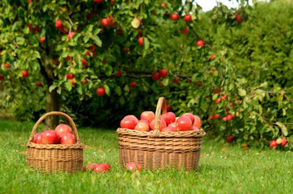 Подкормка яблони весной и летом: удобрения