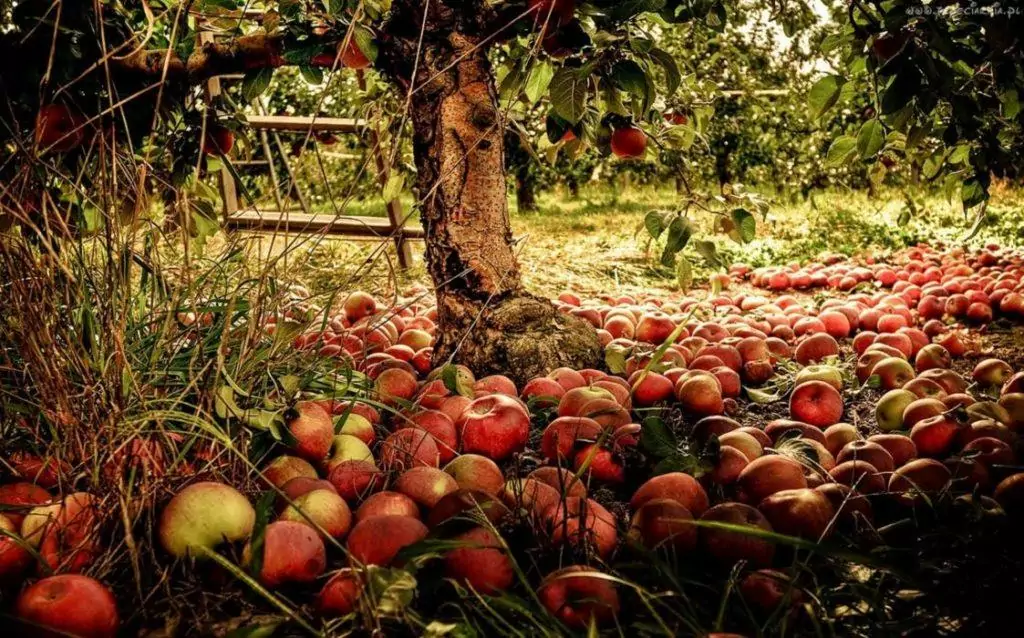осыпаются яблоки с яблони
