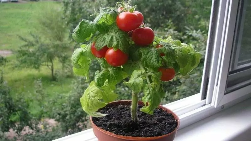 Как вырастить томаты в горшках