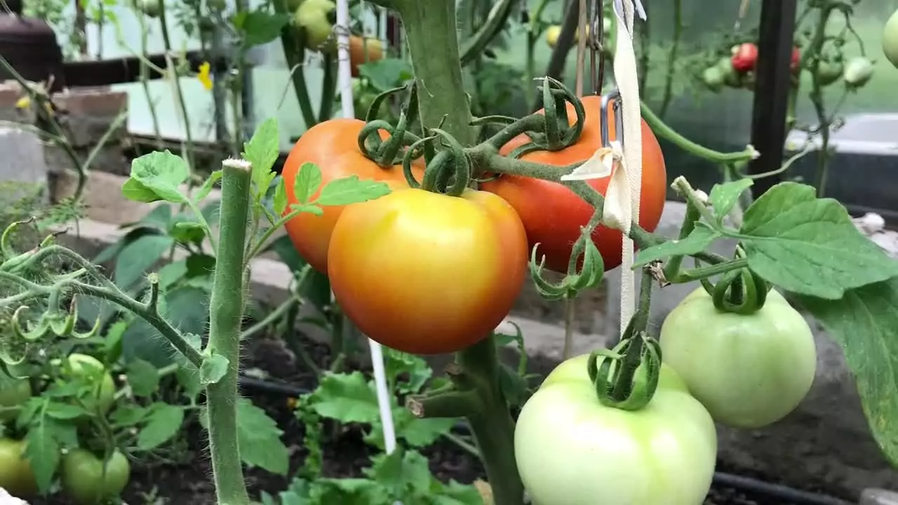 Способы подвязки томатов в грунте и теплице