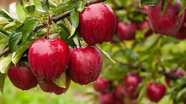 Когда лучше сажать яблоню – весной или осенью
